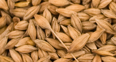 Close up of wheat grains