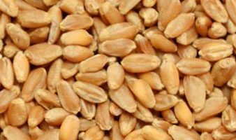 Close up of milling wheat grains
