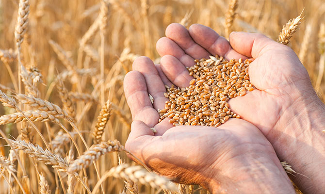 Holding wheat grains in palm of hands