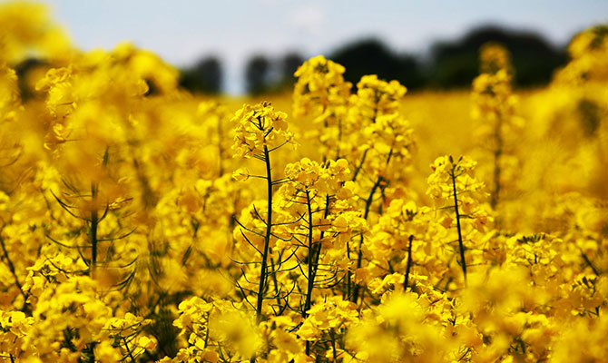 Field of oilseed rape in flower