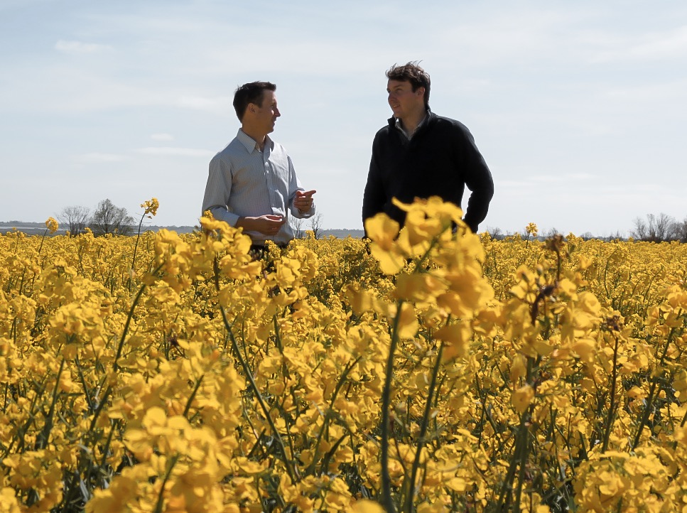 Two farmers in a field of Oilseed Rape