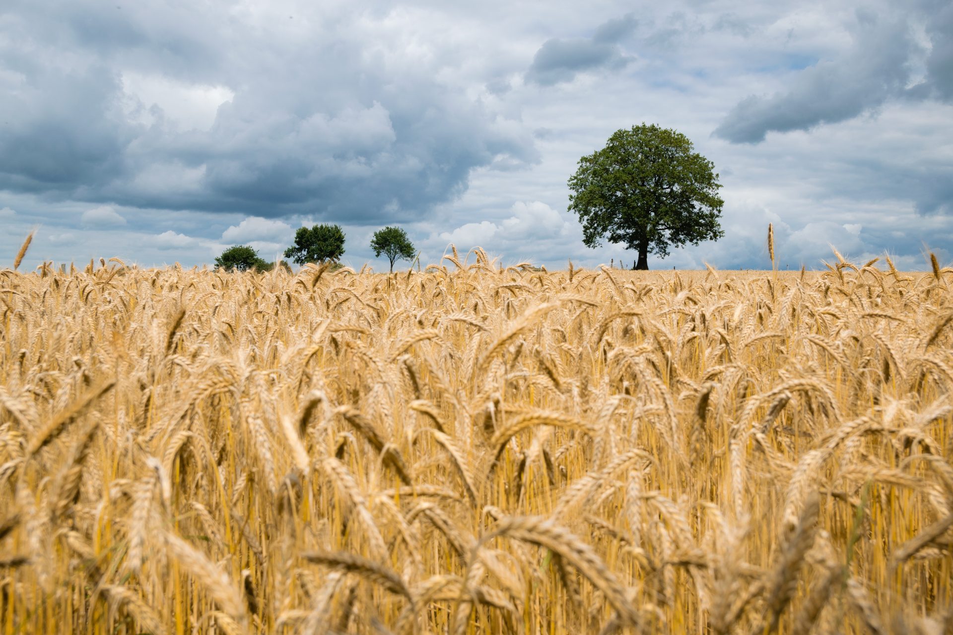 COFCO UK Grains Report 02/10/2020