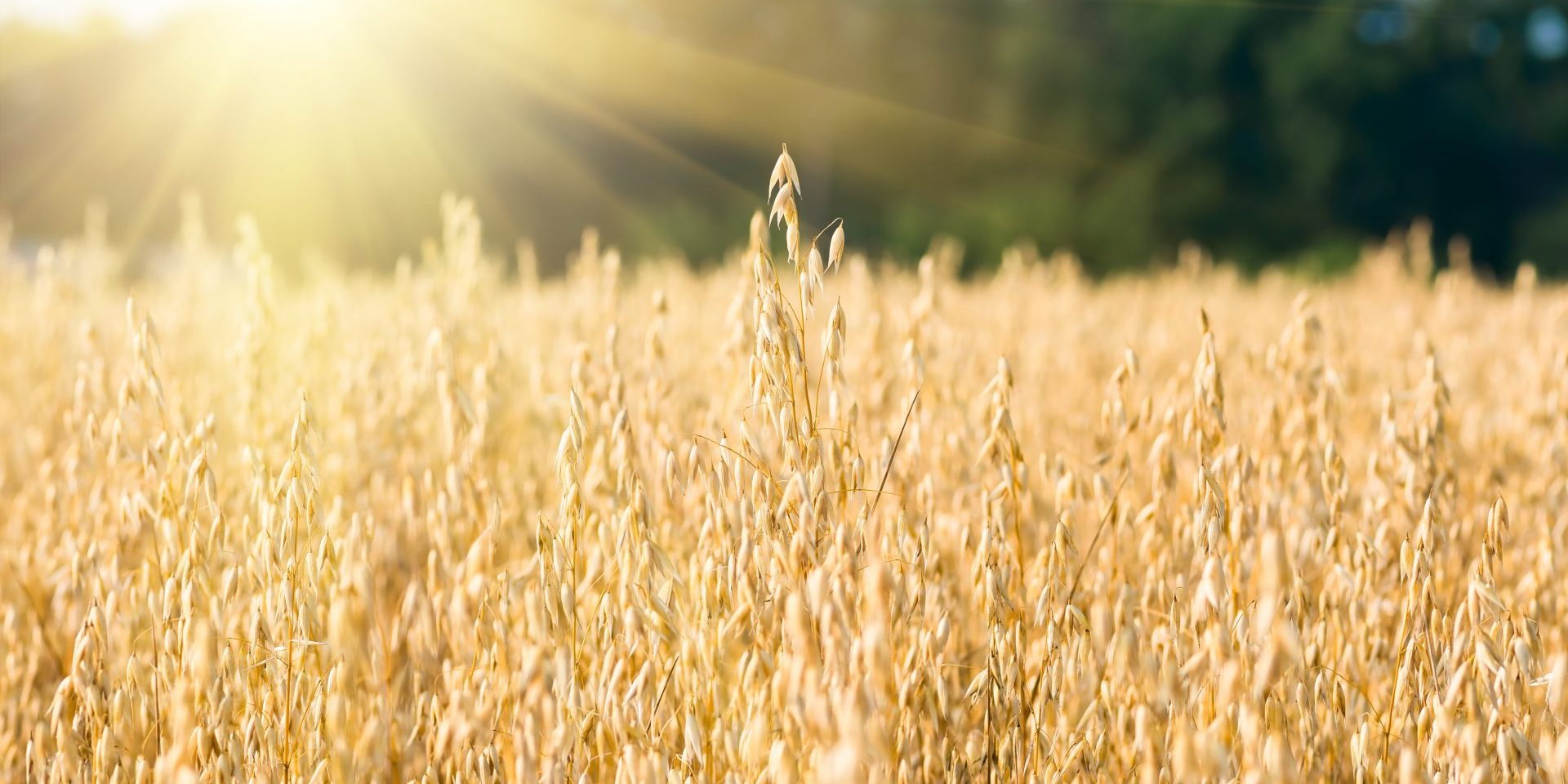 Oat field with sun flares in the background