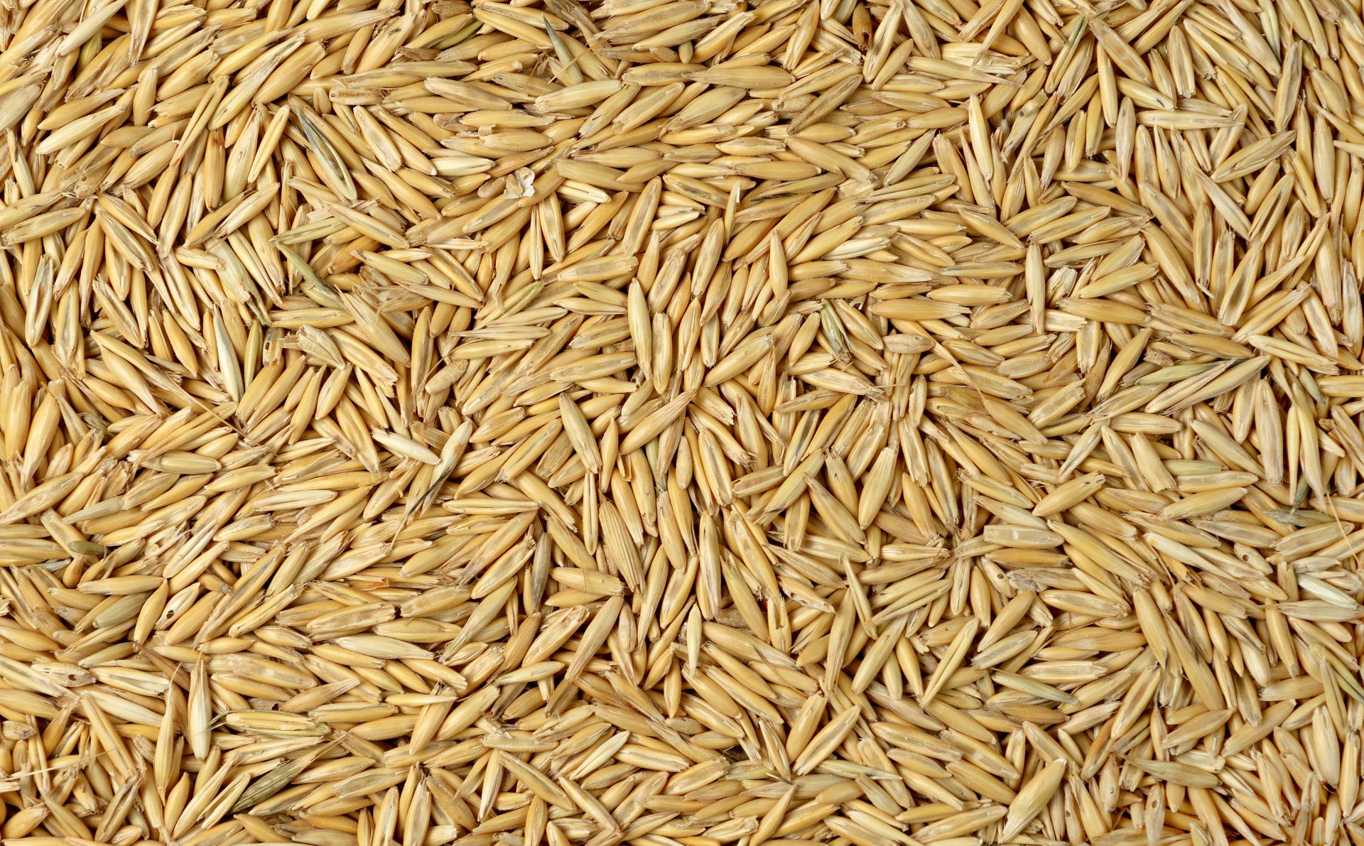 Close up of oat grains
