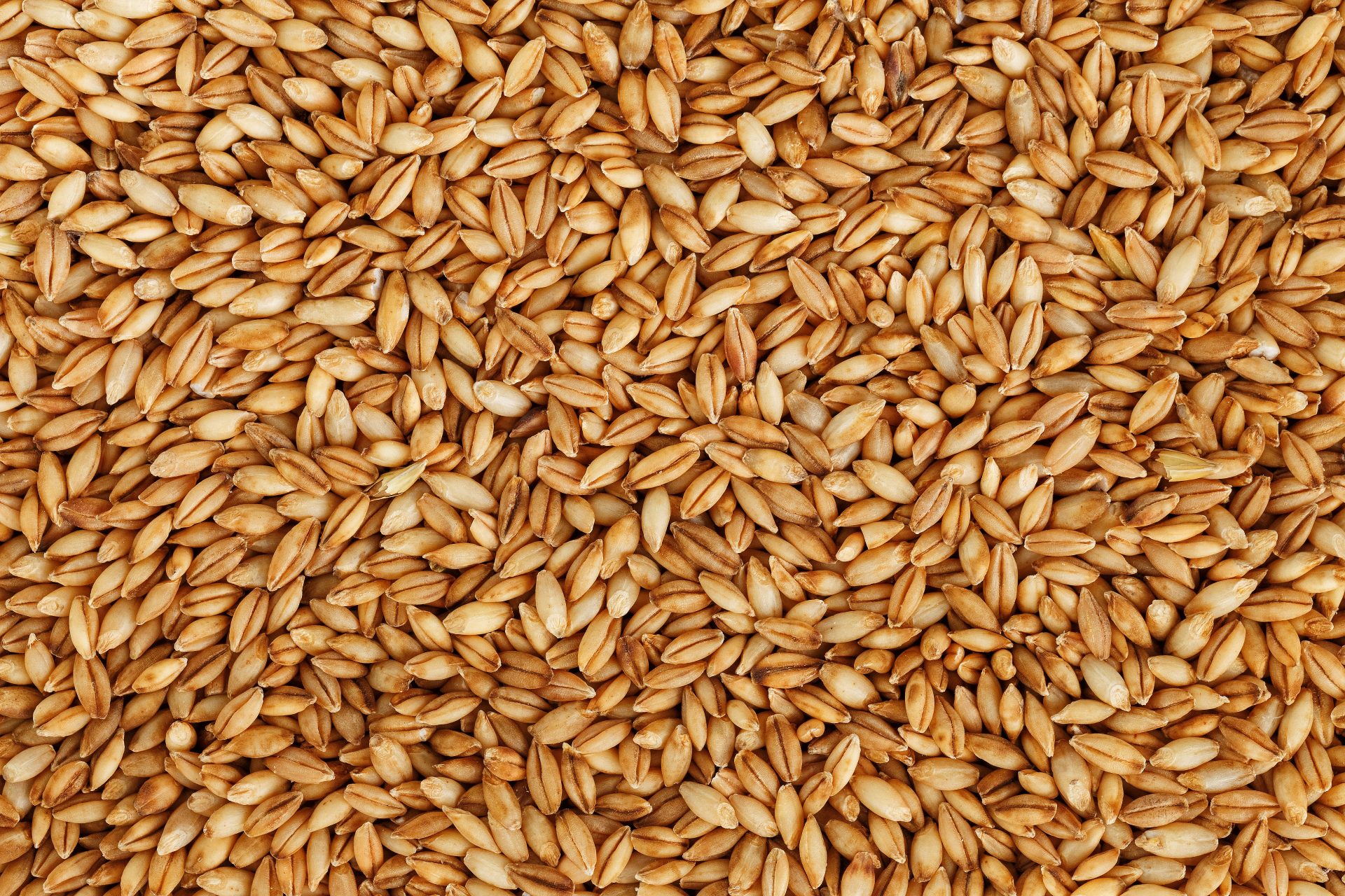 Close up of Barley Grains