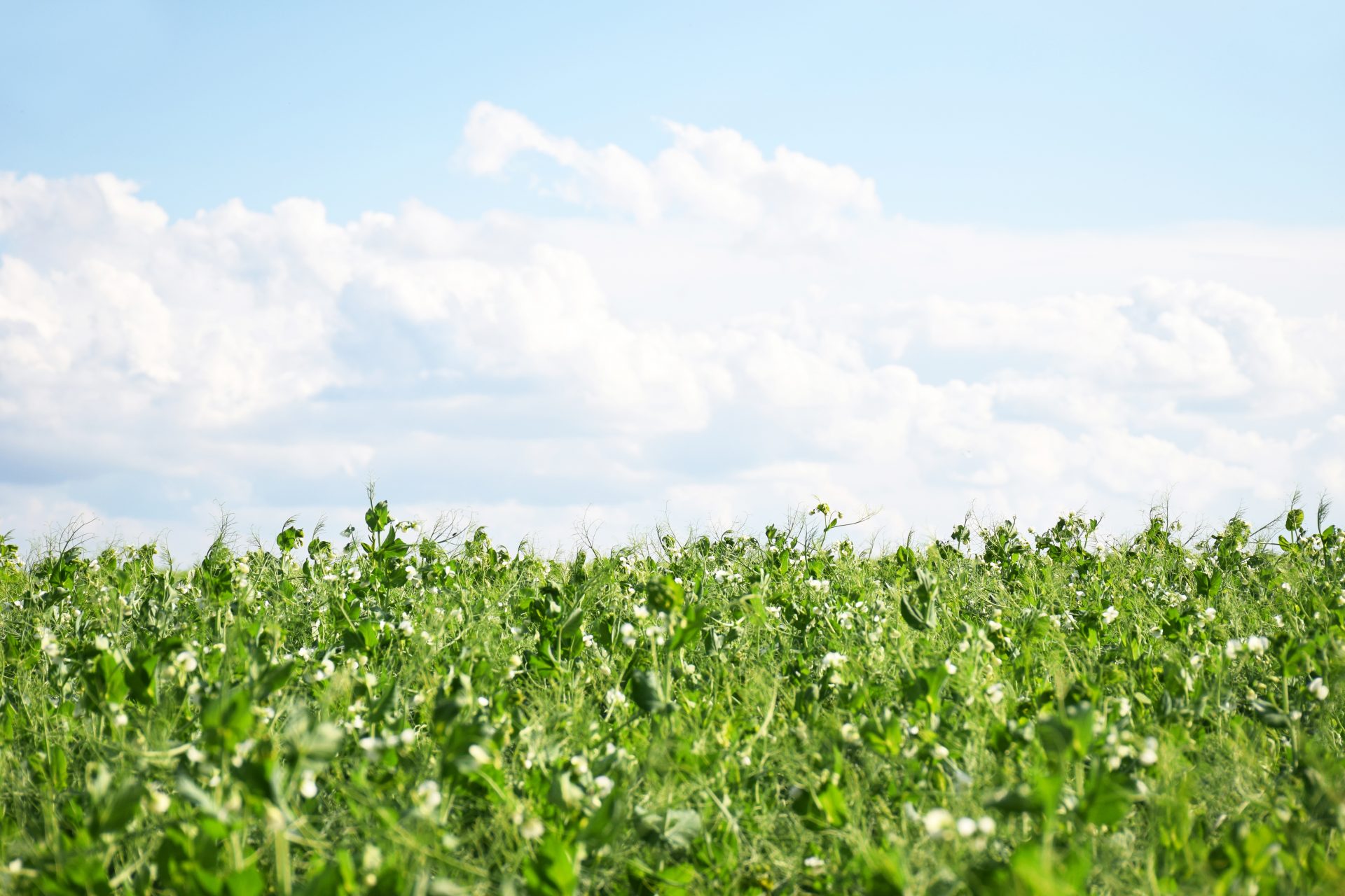 Pea field